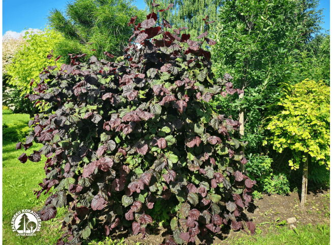 Corylus avellana   'Red Majestic'